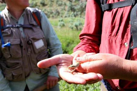 Behind the scenes pics of what you will see on Oregon Public Broadcasting’s Oregon Field Guide next fall:
Frogs in the Dry Creek desert may sound like an oxymoron but here hundreds and perhaps thousan