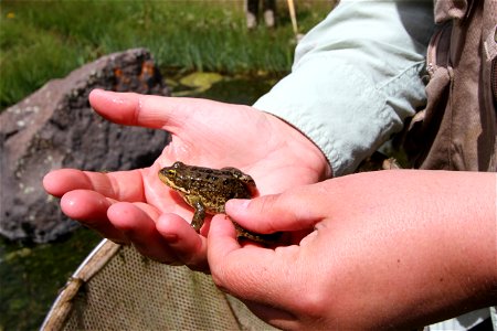 Behind the scenes pics of what you will see on Oregon Public Broadcasting’s Oregon Field Guide next fall:
Frogs in the Dry Creek desert may sound like an oxymoron but here hundreds and perhaps thousan
