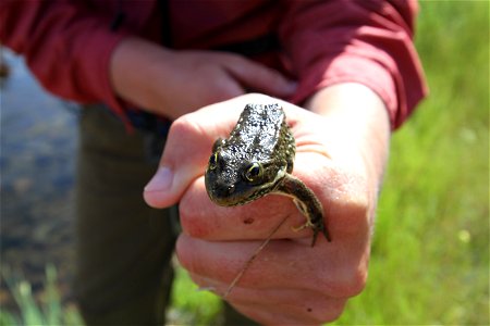 Behind the scenes pics of what you will see on Oregon Public Broadcasting’s Oregon Field Guide next fall: Frogs in the Dry Creek desert may sound like an oxymoron but here hundreds and perhaps thousan photo