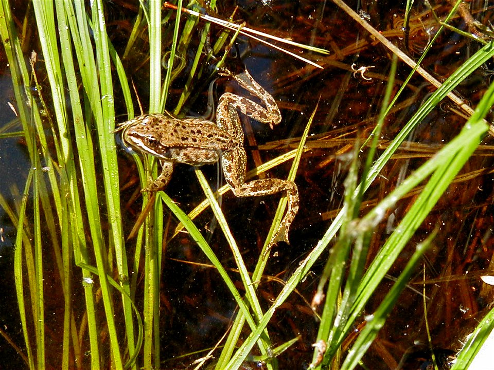 Adult Spotted Frog (Rana luteiventris), Tally Lake Ranger District (ahj)