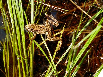 Adult Spotted Frog (Rana luteiventris), Tally Lake Ranger District (ahj)