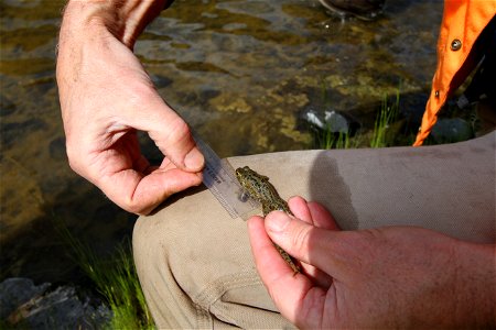 Behind the scenes pics of what you will see on Oregon Public Broadcasting’s Oregon Field Guide next fall:
Frogs in the Dry Creek desert may sound like an oxymoron but here hundreds and perhaps thousan