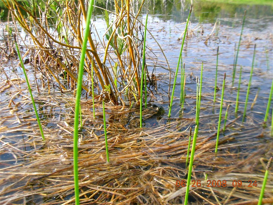 Columbia spotted frog (Rana luteiventris) in the Sawtooth National Recreation Area, Idaho