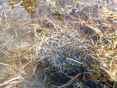 Columbia spotted frog (Rana luteiventris) eggs in the Sawtooth National Recreation Area, Idaho photo
