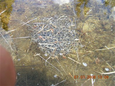 Columbia spotted frog (Rana luteiventris) eggs in the Sawtooth National Recreation Area, Idaho photo