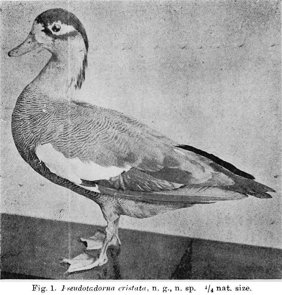 Pseudotadorna cristata Kuroda, 1917 → Tadorna cristata (Kuroda, 1917), from Tori 1(5): en1-en6. doi:10.3838/jjo1915.1.5_en1