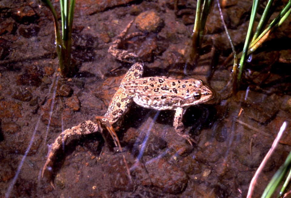 Columbia Spotted Frog, Yellowstone National Park