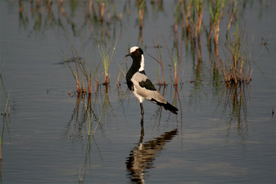 Blacksmith Plover. Photo taken in the Okavango, Botswana in September 2007