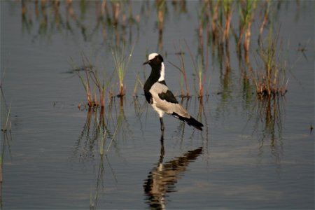 Blacksmith Plover. Photo taken in the Okavango, Botswana in September 2007