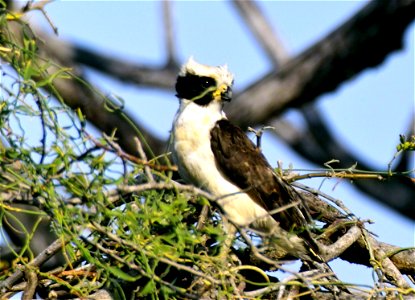 Laughing Falcon photo