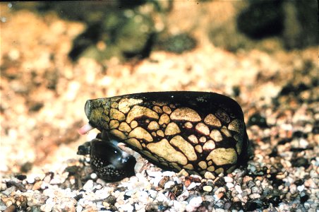 Conus marmoreus feeding on cowrie