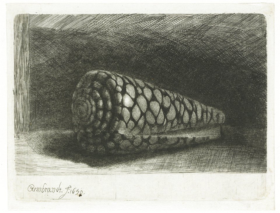 The Shell (Conus Marmoreus)