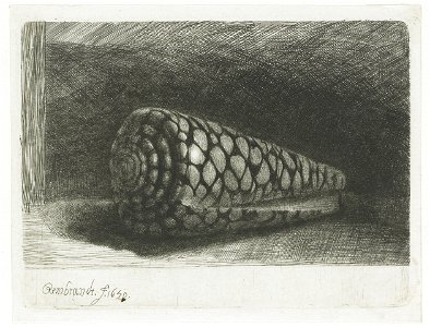The Shell (Conus Marmoreus)