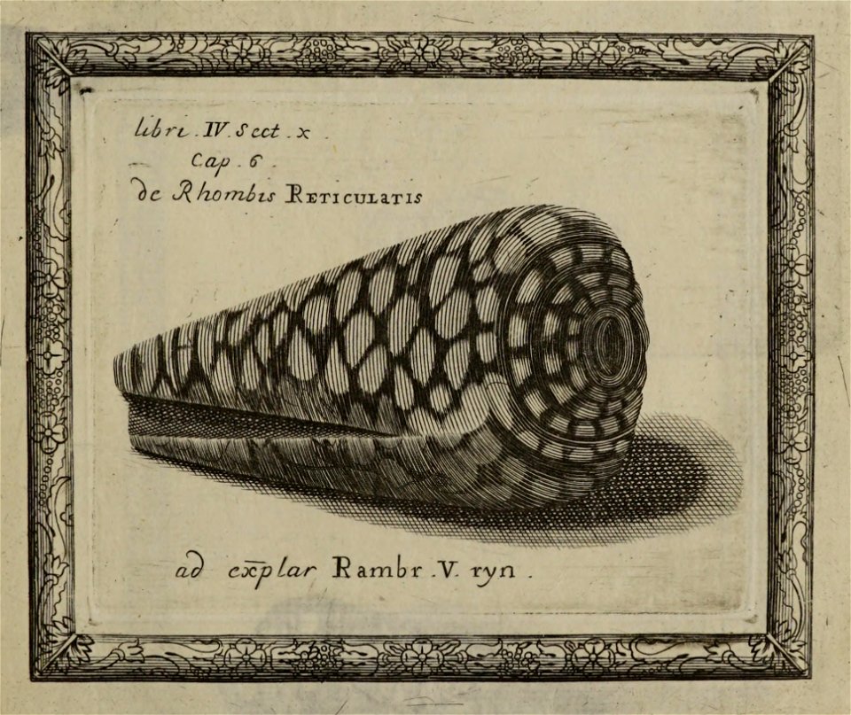 Conus marmoreus from Historiae Conchyliorum by Martin Lister, engraved by Anne Lister, c. 1685-1692