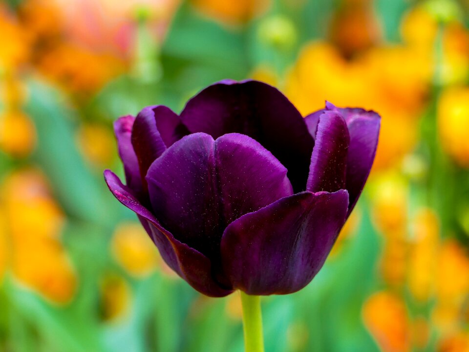 Colorful individually nature