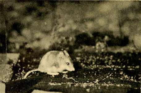 Grasshopper Mouse (Onychomys torridus torridus), an insect-eating rodent of the arid region, North America