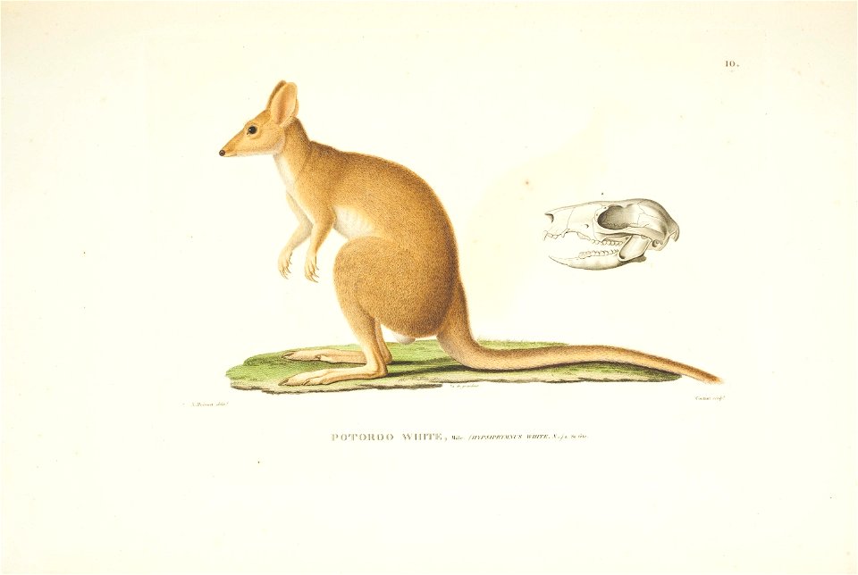 Voyage autour du monde :entrepris par ordre du roi ... exécuté sur les corvettes de S. M. l'Uranie et la Physicienne, pendant les années 1817, 1818, 1819 et 1820 ... /par M. Louis de Freycinet.