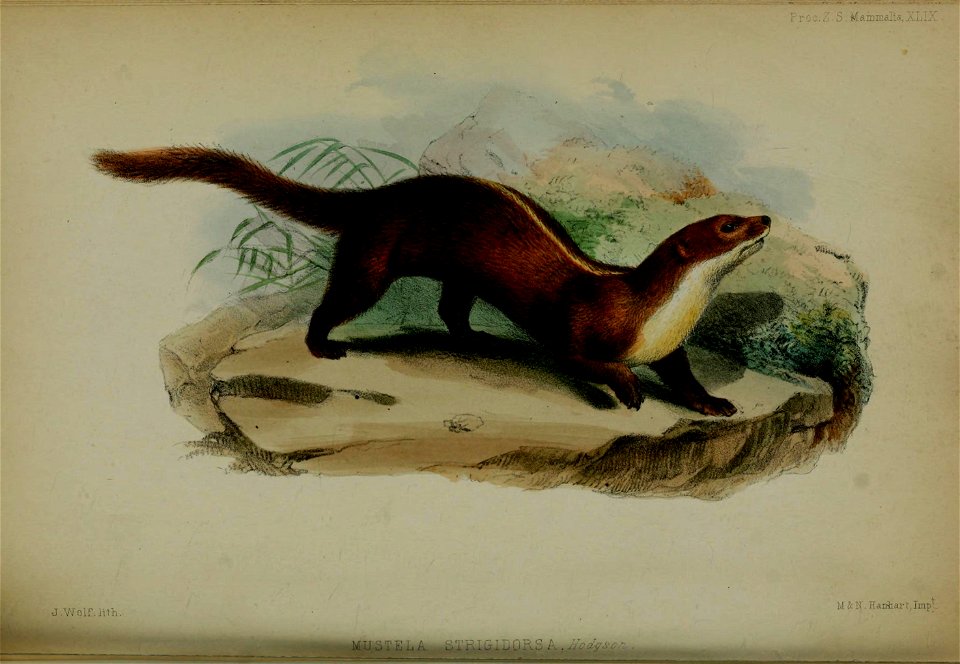 Proceedings of the Zoological Society of London.