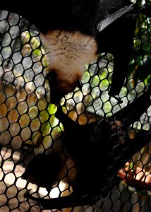 Mariana fruit bats interact with each other at the Guam National Wildlife Refuge on Ritidian Point, Guam, May 20, 2013. The Mariana fruit bat, which dwells on Guam and the Commonwealth of the Northern