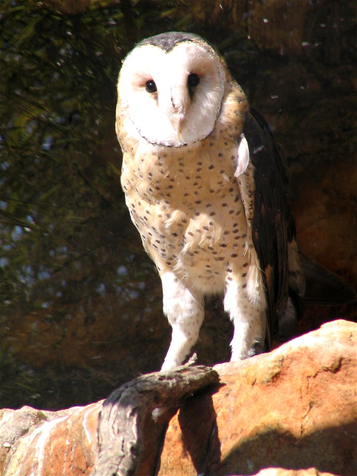Adult African Grass Owl - picture taken at Johannesburg zoo
