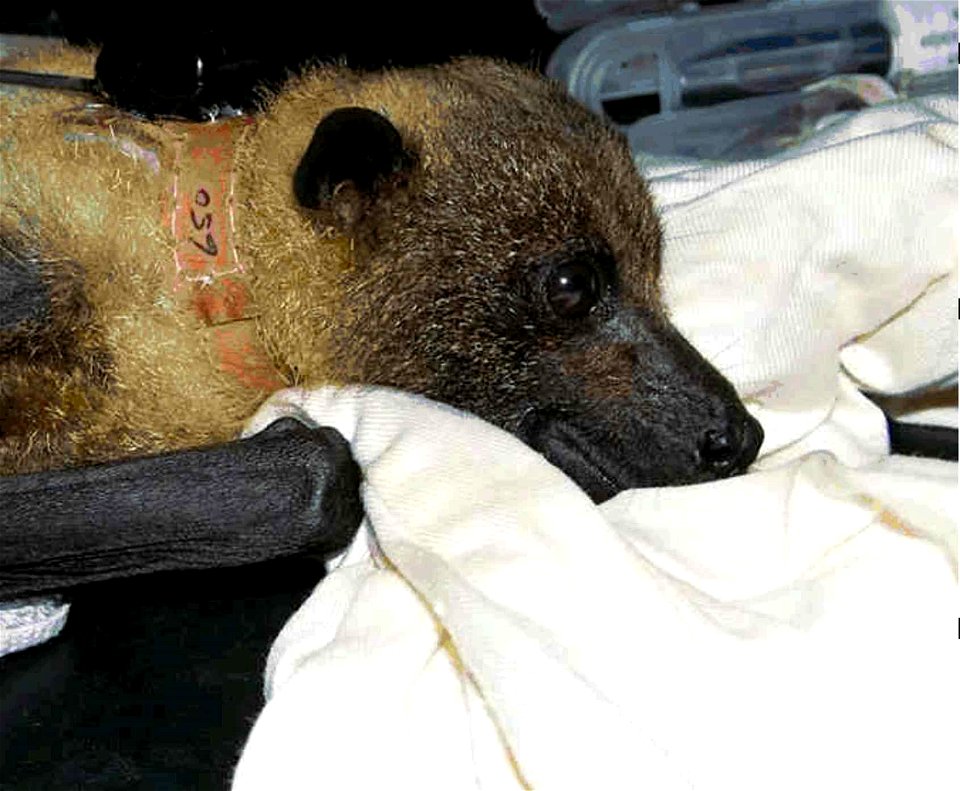 Image title: Mariana fruit bat (pteropus mariannus)
Image from Public domain images website, http://www.public-domain-image.com/full-image/fauna-animals-public-domain-images-pictures/bats-pictures/mar