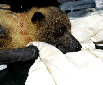 Image title: Mariana fruit bat (pteropus mariannus)
Image from Public domain images website, http://www.public-domain-image.com/full-image/fauna-animals-public-domain-images-pictures/bats-pictures/mar