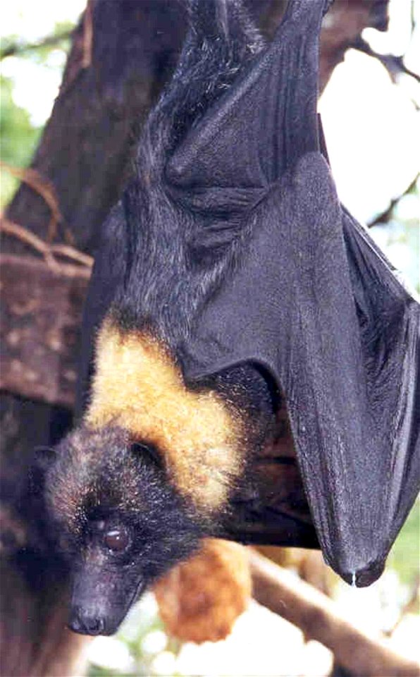 Image title: Mariana fruit bat (Pteropus mariannus)
Image from Public domain images website, http://www.public-domain-image.com/full-image/fauna-animals-public-domain-images-pictures/bats-pictures/mar