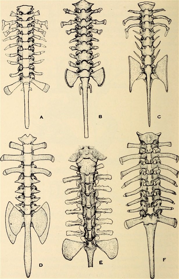 : The biology of the amphibia
Identifier: biologyofamphibi00nobl (find matches)
Year: 1931 (1930s)
Authors: Noble, Gladwyn Kingsley, 1894-1940
Subjects: Amphibians
Publisher: New York : McGraw-Hi