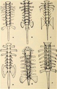 : The biology of the amphibia
Identifier: biologyofamphibi00nobl (find matches)
Year: 1931 (1930s)
Authors: Noble, Gladwyn Kingsley, 1894-1940
Subjects: Amphibians
Publisher: New York : McGraw-Hi