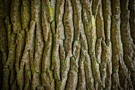 Bark tribe nature