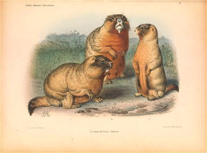 Plate on the page 67. Fig. Arctomys dichrous = Marmota caudata