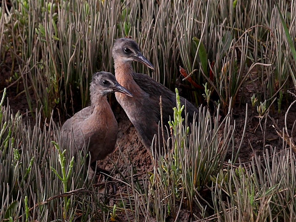 Light-footed ridgway's rail fledglings (Rallus obsoletus levipes) - Robert Little, Friends of Mission Bay Marshes. Photo taken at Kendall-Frost Reserve on Mission Bay, San Diego, California, USA
