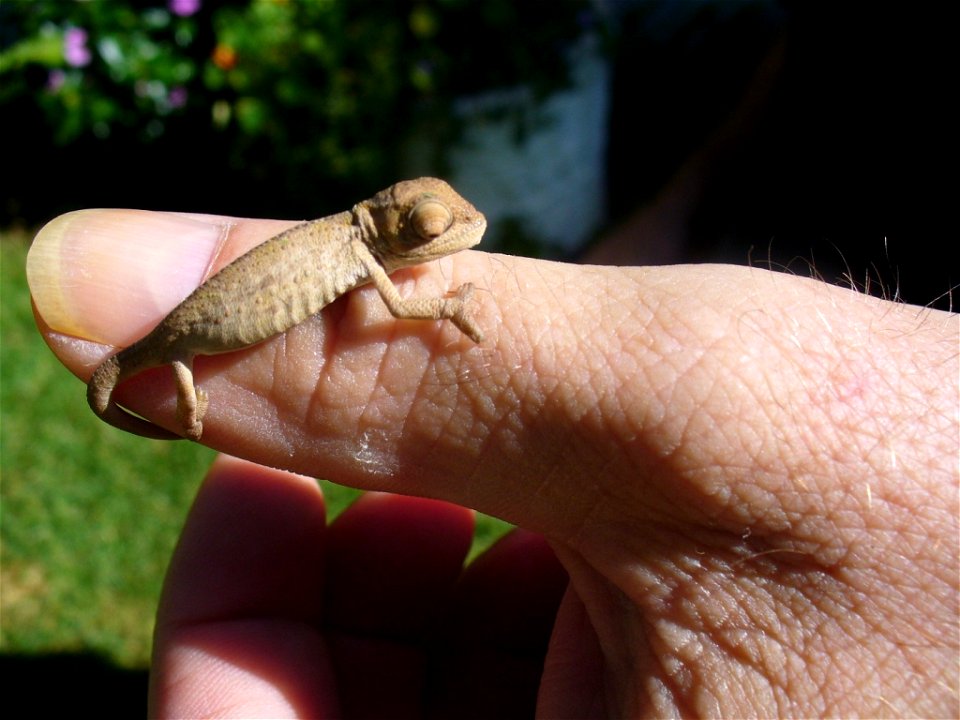 Juvenile Cape Dwarf Chameleon (Bradypodion pumilum), Cape Town, South Africa.