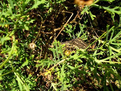 Author: Michael Wood (me)
Taken in my garden in Kenilworth, Cape Town, South Africa.