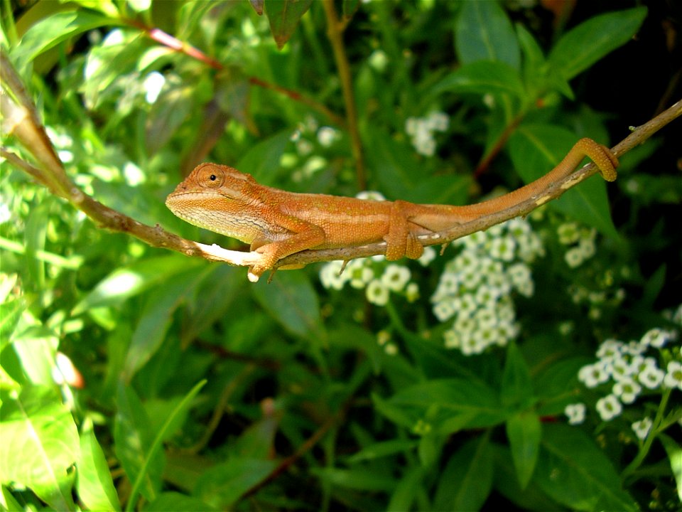 Author: Michael Wood (me)
Taken in my garden in Kenilworth, Cape Town, South Africa.