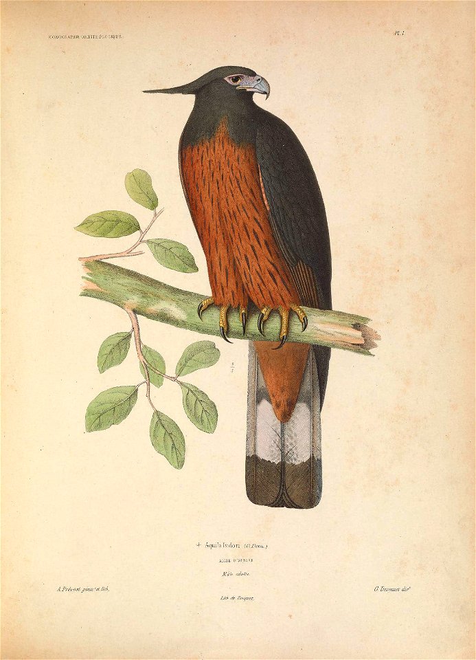 ICONOGRAPHlt; ORNITHOLOGIOUR 
PL.J. 
-h Aquilalsidon. (O.I)ej7;L) 
AIGLE D'ISIDORE 
Mdlô cdultt. 
A.Préi'Ost j?Lnoc'et Ut h. 
Z/.Â. de Bf( 
(fUCt. 

0. Vesmurs dir^