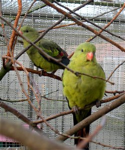 A pair of Regent Parrots (Polytelis anthopeplus) in Avifauna, The Netherlands photo