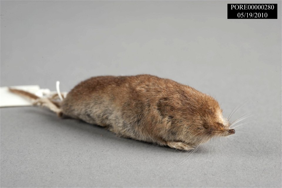 Sorex ornatus Merriam, 1895, collected in California. Collector:	Hall, Pat
Collection Date:	5/6/1976