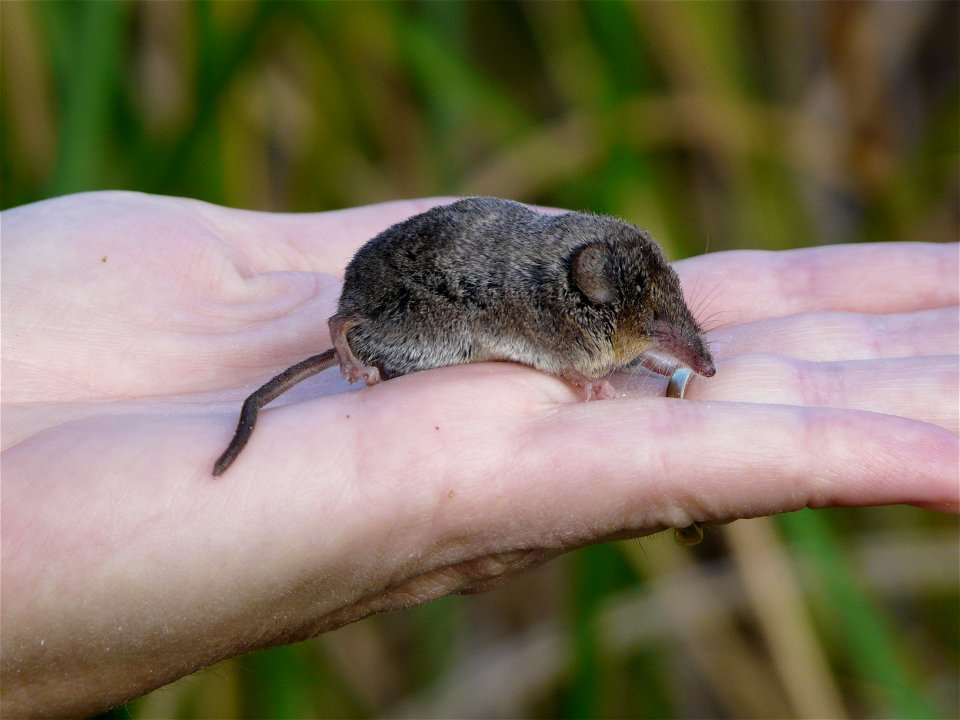 The Buena Vista Lake shrew (Sorex ornatus relictus) formerly occupied the marshlands of the San Joaquin Valley and the Tulare Basin. Its range has become much restricted due to the loss of lakes and s