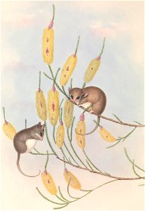The mammals of Australia..
London,Printed by Taylor and Francis, pub. by the author,1863..

biodiversitylibrary.org/page/49738167