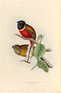 Trogon Malabaricus → Harpactes fasciatus - A monograph of the Trogonidae, or family of trogons