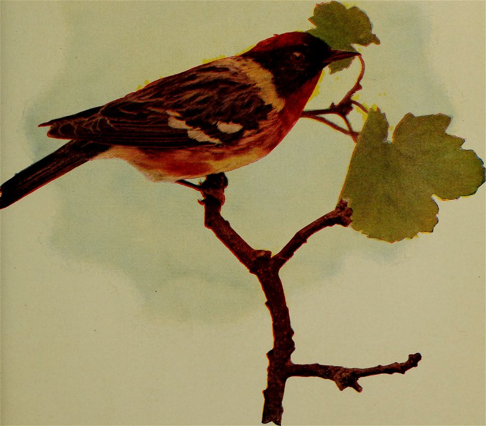 : birdsnature31906chic (find matches)
Title: Birds and nature
Year: 1900 (1900s)
Authors: 
Subjects:  Birds Natural history
Publisher:  Chicago, Ill. : A.W. Mumford, Publisher
Contributing Librar