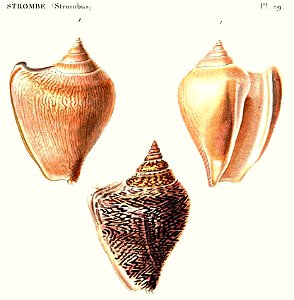 A colored drawing of two shells of Strombus canarium (Laevistrombus canarium) from Kiener, 1843