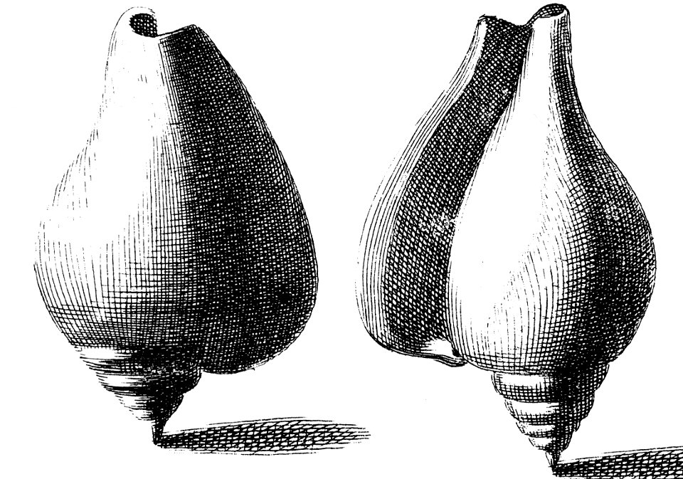 A drawing of Laevistrombus canarium Linnaeus, 1758