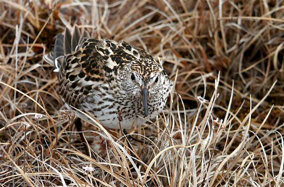 White-rumped Sandpiper (Calidris fuscicollis)