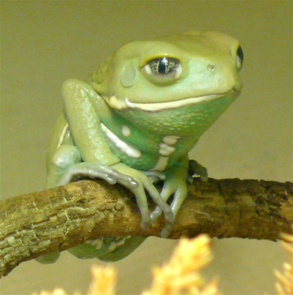 Waxy monkey leaf frog (Phyllomedusa sauvagii)