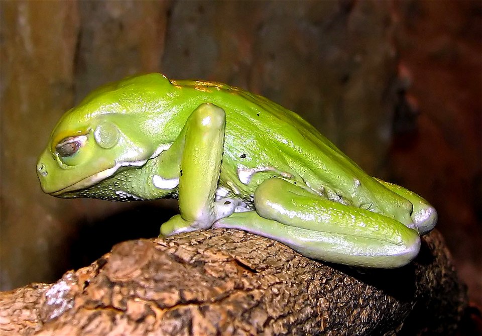 Waxy Tree Frog Phyllomedusa sauvagii at the Cotswold Wildlife Park, Burford, Oxfordshire, England.