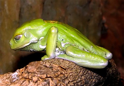 Waxy Tree Frog Phyllomedusa sauvagii at the Cotswold Wildlife Park, Burford, Oxfordshire, England.
