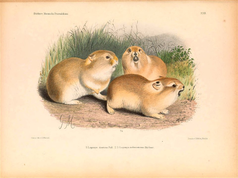 Plate on the page 343. Fig. 1. Ochotona dauurica Fig. 2-3 Ochotona curzoniae melanostoma
