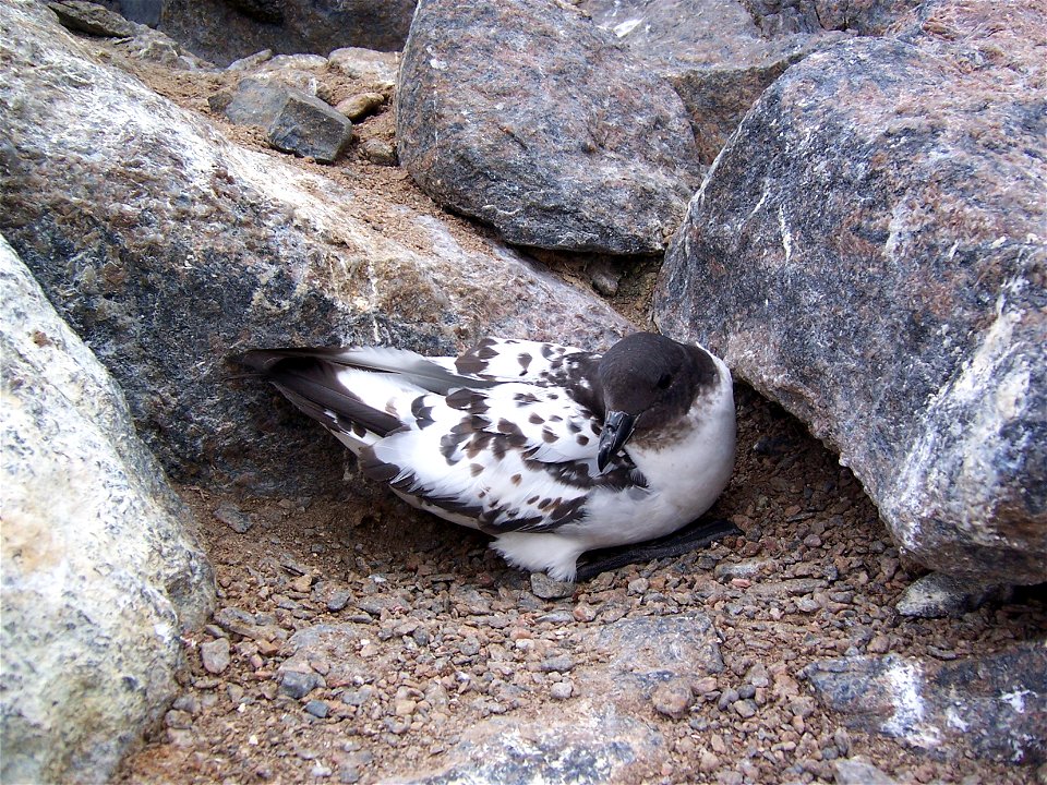 Damier du Cap photographié dans son nid sur le site de la base Française Dumont d'Urville en Terre Adélie, Antarctique